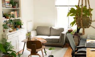 Bright living room with plants and natural sunlight, the kind of indoor space that benefits from air purification during allergy season
