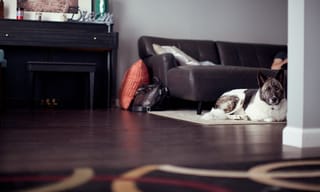 Cozy home with dog and cat. Photo by Jenny Marvin on Unsplash