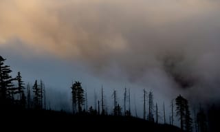 Silhouette of trees under cloudy sky during daytime - Photo by Patrick Hendry on Unsplash