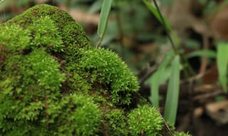 Briiv 2 Pro moss air purifier on a desk in a bright room