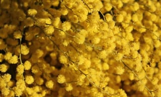 Close-up of yellow pollen-laden flowers, a common trigger for indoor allergies and hay fever
