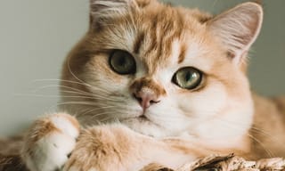 Cat resting on a couch in a bright living room, illustrating pet dander in the home