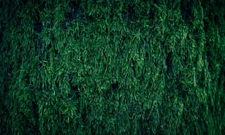 Lush green moss plant leaves, the natural material used in moss air purifiers