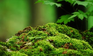 Close-up of lush green moss, representing natural moss-based air purification