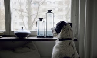 A dog resting indoors and looking out a window while smoky, hazy skies hang over the neighborhood outside