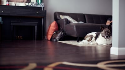 Cozy home with dog and cat. Photo by Jenny Marvin on Unsplash
