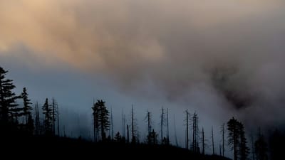 Silhouette of trees under cloudy sky during daytime - Photo by Patrick Hendry on Unsplash