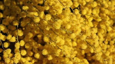 Close-up of yellow pollen-laden flowers, a common trigger for indoor allergies and hay fever
