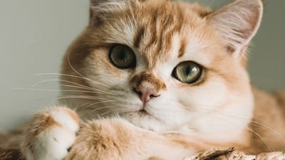 Cat resting on a couch in a bright living room, illustrating pet dander in the home