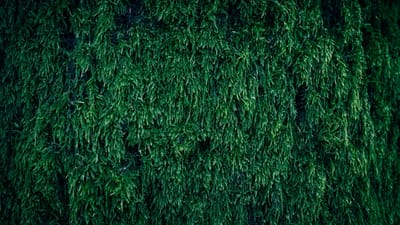 Lush green moss plant leaves, the natural material used in moss air purifiers