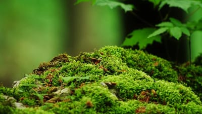 Close-up of lush green moss, representing natural moss-based air purification