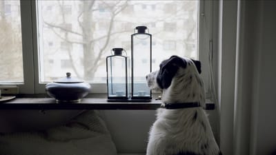 A dog resting indoors and looking out a window while smoky, hazy skies hang over the neighborhood outside