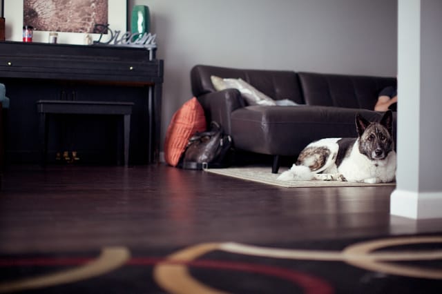 Cozy home with dog and cat. Photo by Jenny Marvin on Unsplash