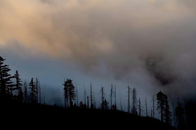Silhouette of trees under cloudy sky during daytime - Photo by Patrick Hendry on Unsplash