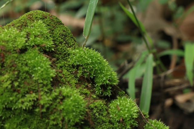 Briiv 2 Pro moss air purifier on a desk in a bright room