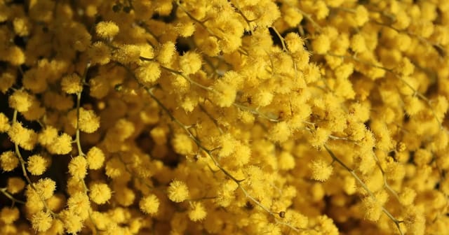 Close-up of yellow pollen-laden flowers, a common trigger for indoor allergies and hay fever