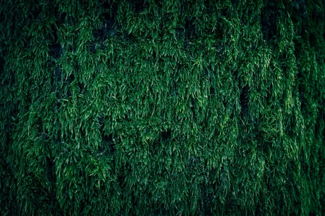 Lush green moss plant leaves, the natural material used in moss air purifiers