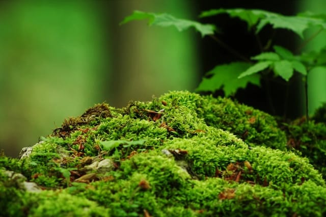 Close-up of lush green moss, representing natural moss-based air purification