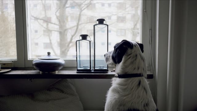 A dog resting indoors and looking out a window while smoky, hazy skies hang over the neighborhood outside